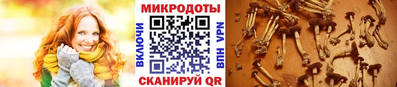Галлюциногенные грибы Psilocybine cubensis  Купить  Андреаполь 